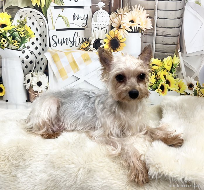 ヨークシャーテリア【・女の子・2021年2月23日・スチールブルー&amp;タン】