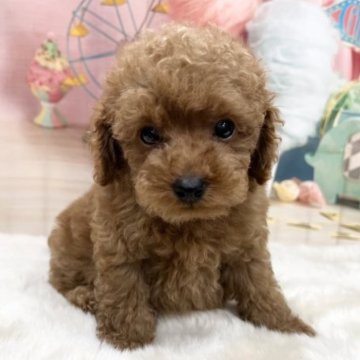 トイプードル(タイニー)【大阪府・男の子・2023年7月5日・レッドフォーン】の写真「優しいお顔の男の子」