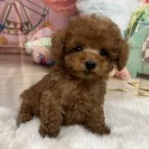 ティーカッププードル【大阪府・男の子・2023年7月5日・レッドフォーン】の写真1「8月28日撮影」