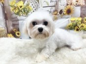マルチーズ【・男の子・2021年4月1日・ホワイト】