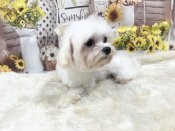 マルチーズ【・男の子・2021年4月1日・ホワイト】