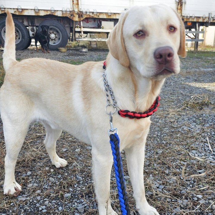 ブリーダー画像