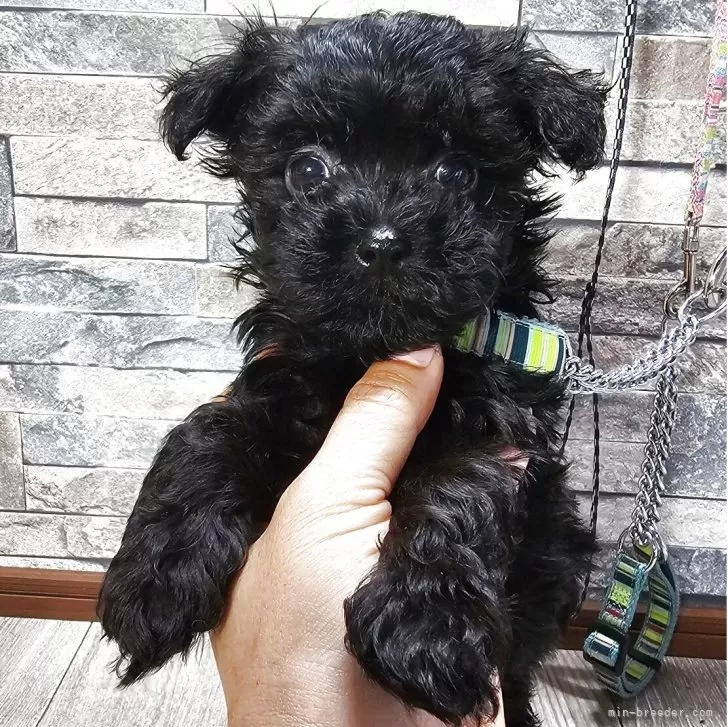 ID：2506-04693の子犬