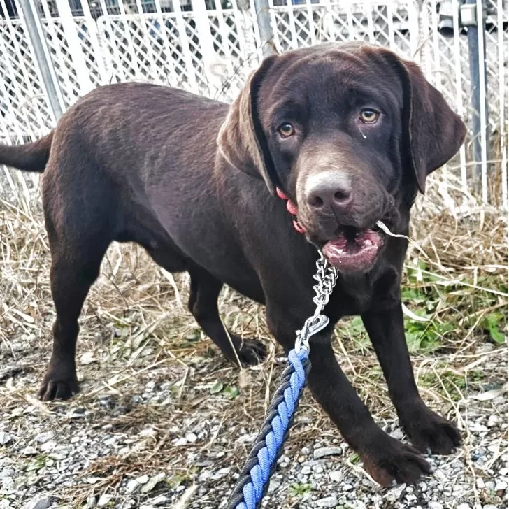 ラブラドールレトリバー【北海道・男の子・2025年1月6日・チョコレート】の写真1