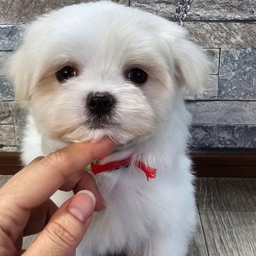 マルチーズ【北海道・女の子・2025年1月15日・ホワイト】の写真「赤リボンちゃん☆」