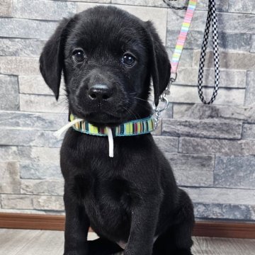 ラブラドールレトリバー【北海道・女の子・2024年12月4日・ブラック】の写真「白リボンちゃん☆」
