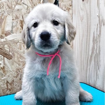 ゴールデンレトリバー【北海道・女の子・2025年7月2日・ゴールド】の写真「一番小さいピンクリボンちゃん☆」