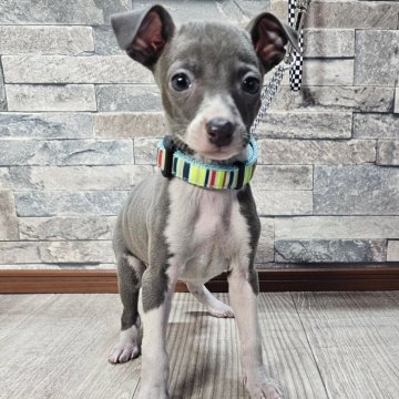 イタリアングレーハウンド【北海道・女の子・2025年1月7日・ブルー&ホワイト】の写真「綺麗なお顔☆」