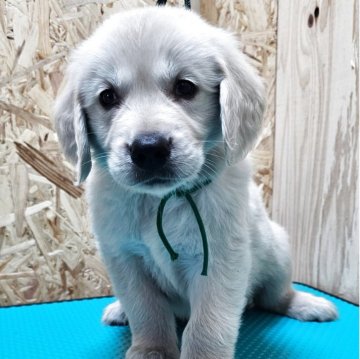 ゴールデンレトリバー【北海道・男の子・2025年7月2日・ゴールド】の写真「緑リボン君☆」