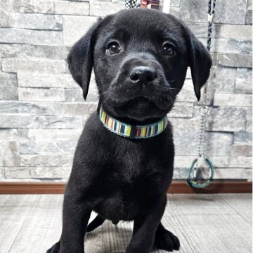 ラブラドールレトリバー【北海道・男の子・2025年4月5日・ブラック】の写真「可愛い男の子☆」