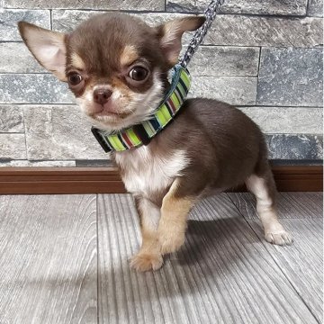 チワワ(ロング)【北海道・女の子・2025年9月5日・チョコ&タン】の写真「可愛いチョコの女の子☆」