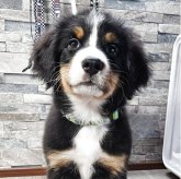 バーニーズ・マウンテン・ドッグ