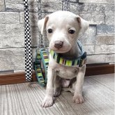 イタリアングレーハウンド