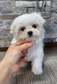 マルチーズ【北海道・女の子・2025年1月15日・ホワイト】の写真3