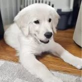 ゴールデンレトリバー【北海道・女の子・2025年7月2日・ゴールド】の写真3