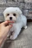 マルチーズ【北海道・女の子・2025年1月15日・ホワイト】の写真4