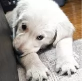 ゴールデンレトリバー【北海道・女の子・2025年7月2日・ゴールド】の写真5