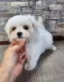 マルチーズ【北海道・女の子・2025年1月15日・ホワイト】の写真5