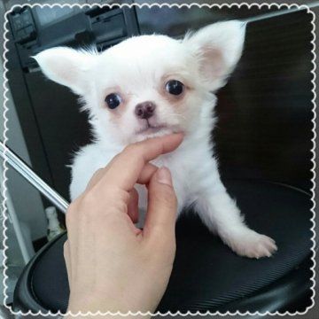 チワワ(ロング)【北海道・男の子・2017年3月3日・ホワイト&クリーム】の写真「ホワイト系です☆」