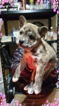 パパ～フレブル×ママ～柴【北海道・男の子・2017年10月25日・ブリンドル】の写真「かなりレア！？な組み合わせ♪」