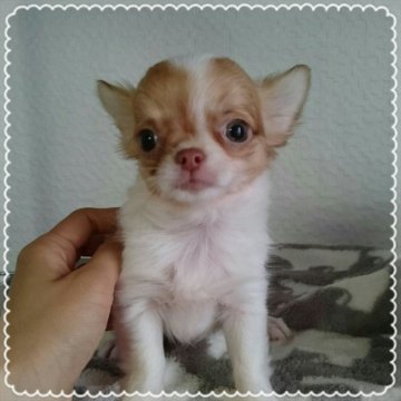 チワワ(ロング)【北海道・男の子・2017年4月18日・ホワイト&チョコフォーン】の写真「summerセール☆」