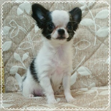 チワワ(ロング)【北海道・男の子・2017年4月18日・ホワイト&ブラック】の写真「鼻ぺちゃっ☆」