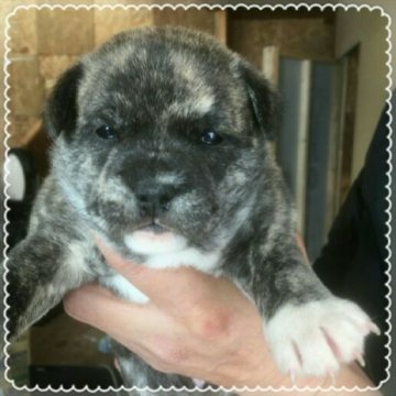 パパ～フレブル×ママ～柴【北海道・女の子・2017年10月25日・ブリンドル】の写真「かなりレア！？な組み合わせ♪」