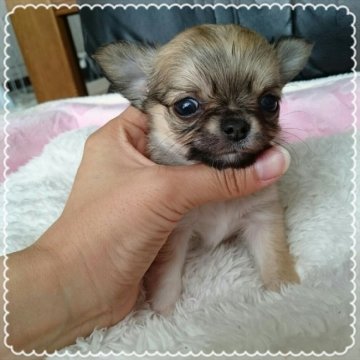 チワワ(ロング)【北海道・男の子・2016年8月9日・フォーン】の写真「ちびっこ☆」