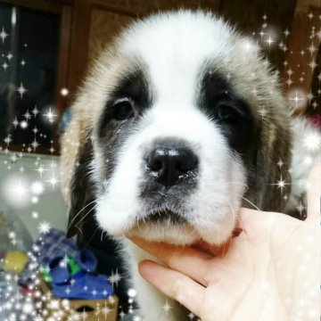 セントバーナード【北海道・女の子・2017年8月31日・ブラウン&ホワイト】の写真「スイス・アメリカの血統です☆」