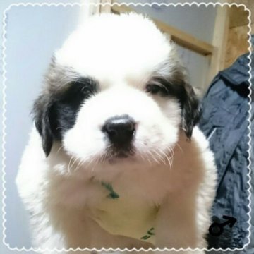 セントバーナード【北海道・男の子・2017年11月19日・ホワイト&ブラウン】の写真「戌年セールです☆」