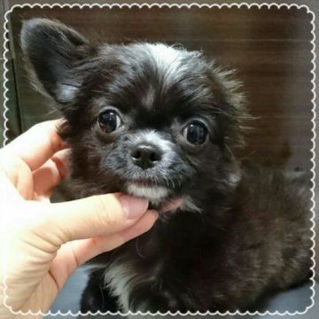 チワワ(ロング)【北海道・男の子・2017年5月25日・ブラックソリッド】の写真「極小チビチビ☆」