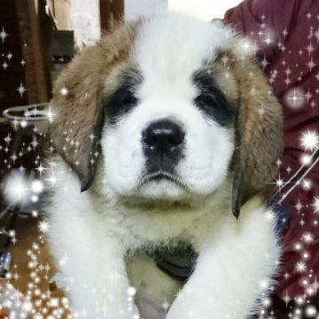 セントバーナード【北海道・女の子・2017年8月31日・ブラウン&ホワイト】の写真「スイス・アメリカの血統です☆」