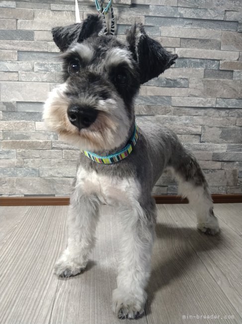 ミニチュアシュナウザー【・男の子・2021年11月6日・ブラック＆シルバー】