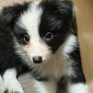 ボーダーコリー【大阪府・女の子・2023年10月9日・ブラックホワイト】の写真「フルカラーフルフレーズです。とても美人さんです」