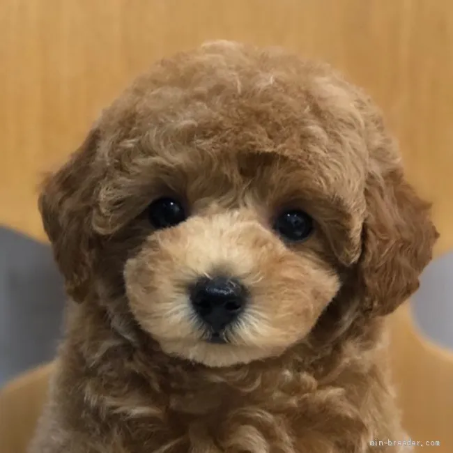ID:1908-02312の子犬
