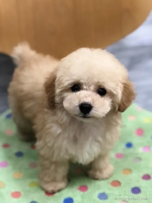 風見鶏 様のお迎えした子犬