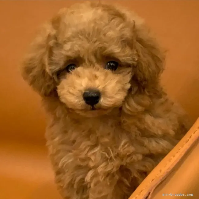 TOMOKO.O 様のお迎えした子犬