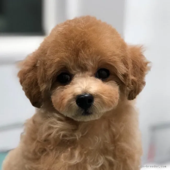 ID:1710-01558の子犬