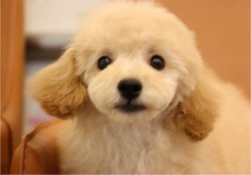 トイプードル(タイニー)【新潟県・男の子・2017年8月14日・アプリコット】の写真「11/15お写真更♡ドワーフタイプの男の仔♡」