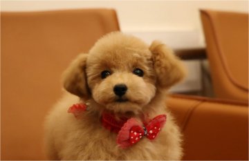 トイプードル(ティーカップ)【新潟県・女の子・2016年9月3日・アプリコット】の写真「小顔で童顔な可愛い仔です。」