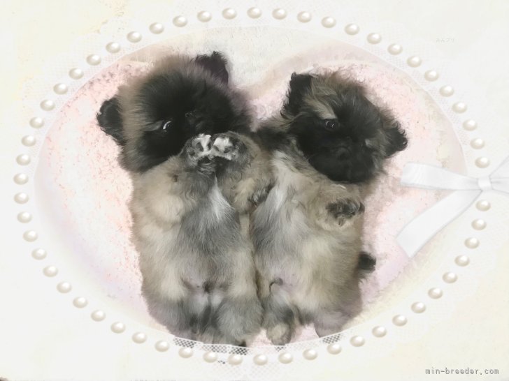亀鶴　佐知子(かめつる　さちこ)ブリーダー(愛知県・ペキニーズなど・JKC登録)の紹介写真2