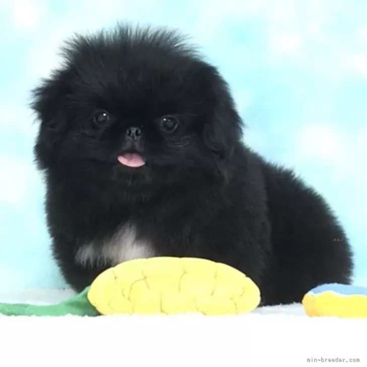 ID:2509-00295の子犬
