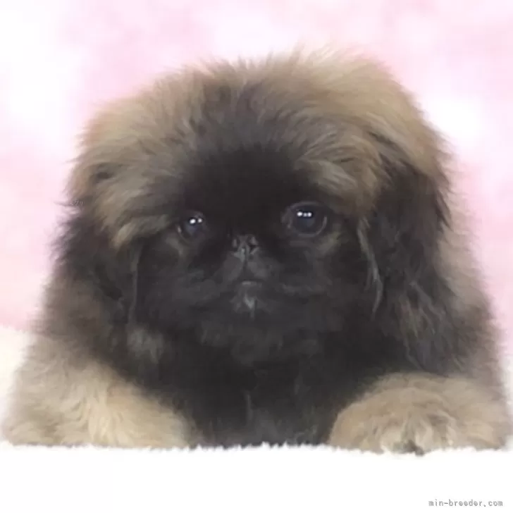 おと 様のお迎えした子犬