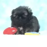 ペキニーズ
