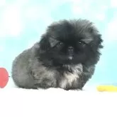 ペキニーズ