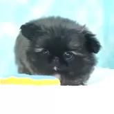 ペキニーズ