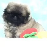 ペキニーズ