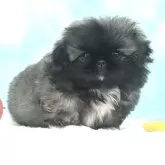 ペキニーズ