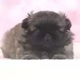 ペキニーズ