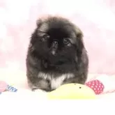 ペキニーズ